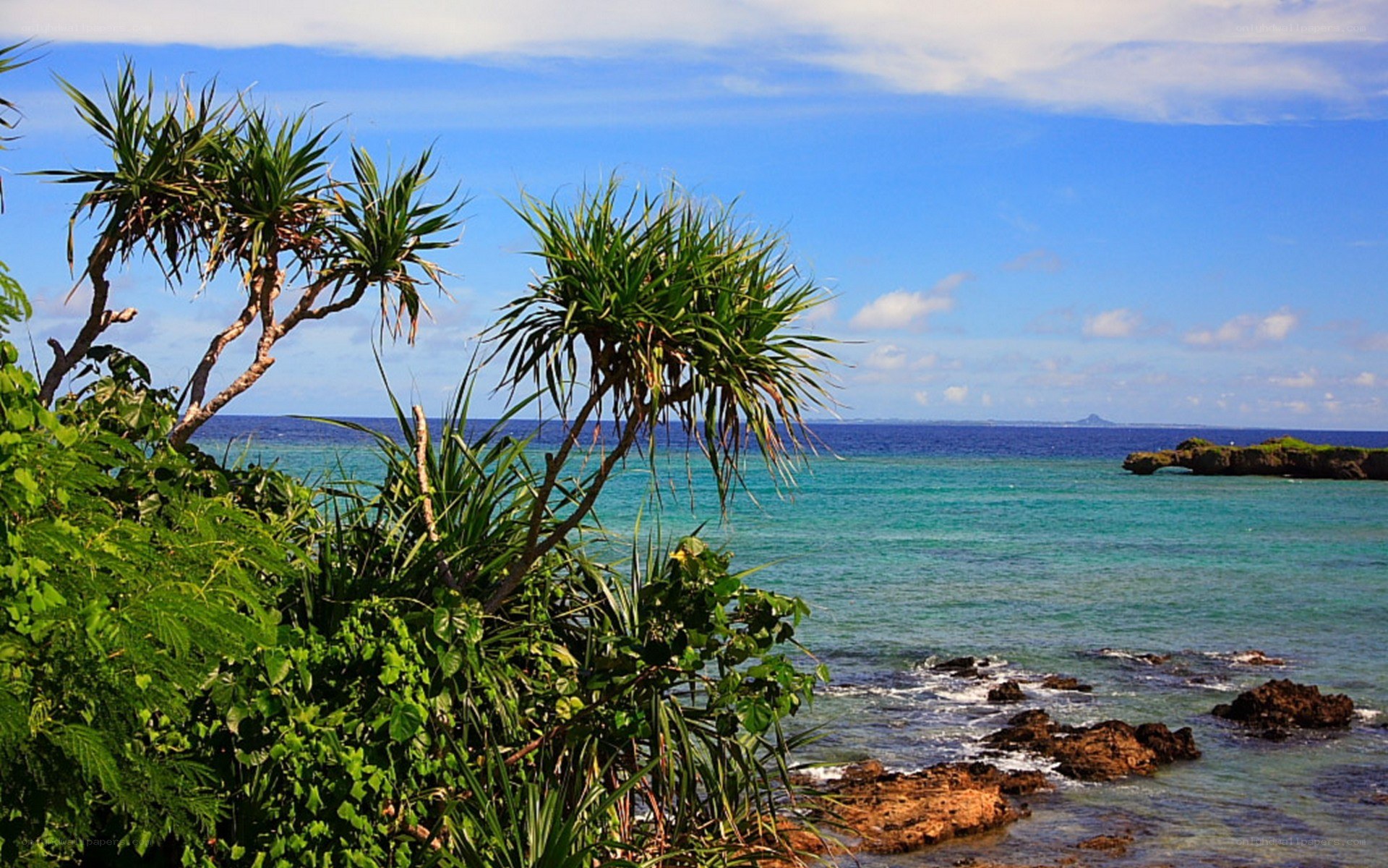 tropical coast with palm trees