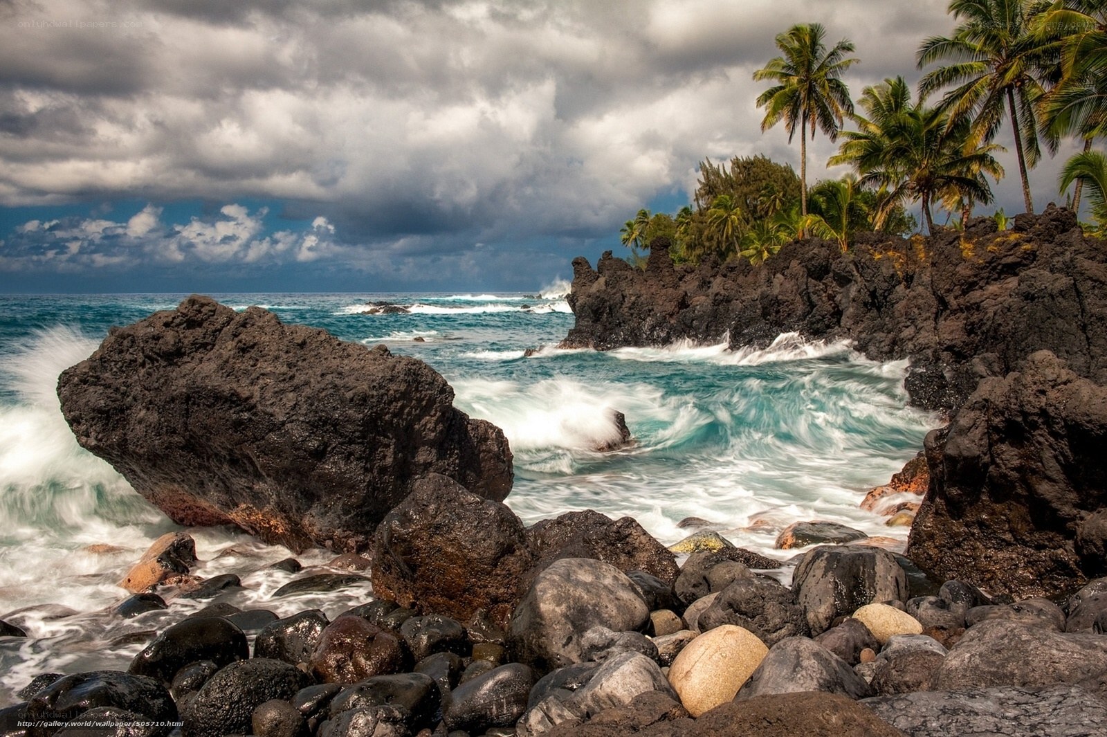 tropical coast with palm trees
