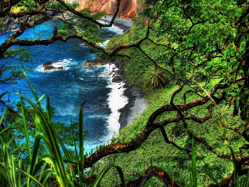 tropical coastline through foliage