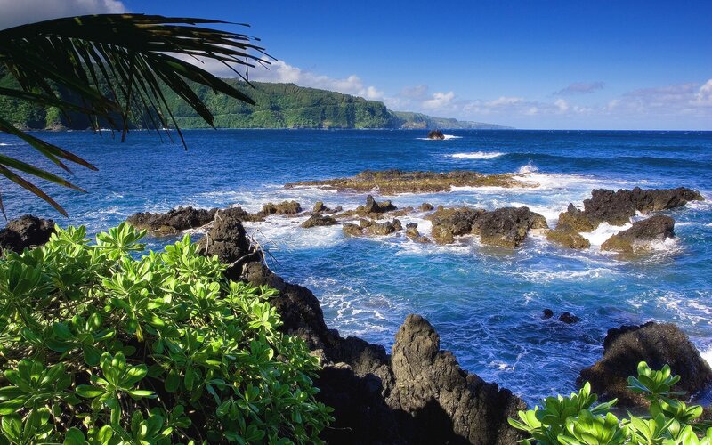 tropical coastline with palm fronds