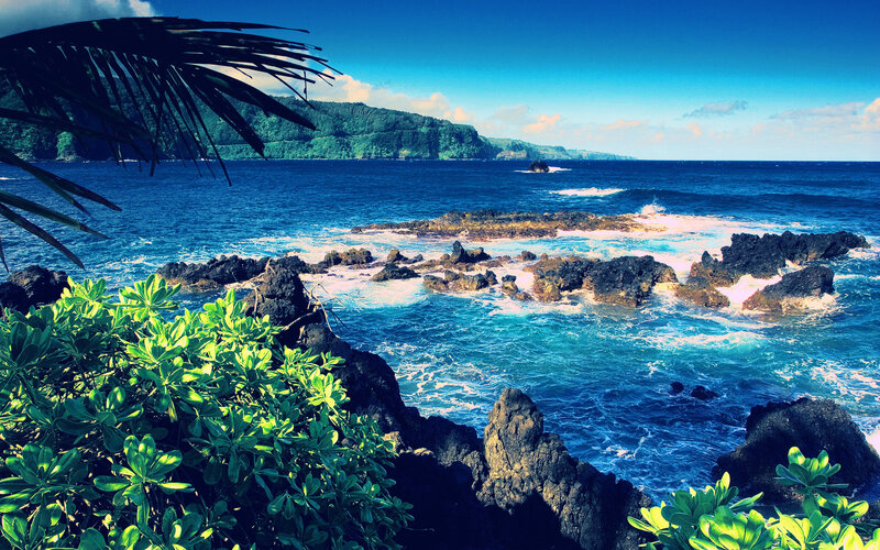 tropical coastline with palm fronds