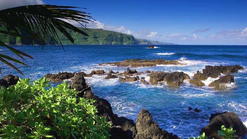 tropical coastline with palm fronds