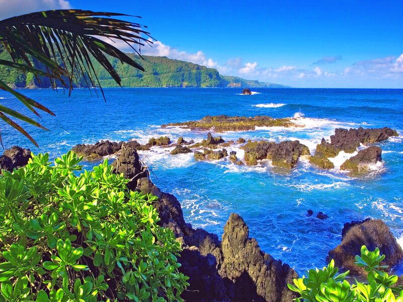 tropical coastline with palm fronds