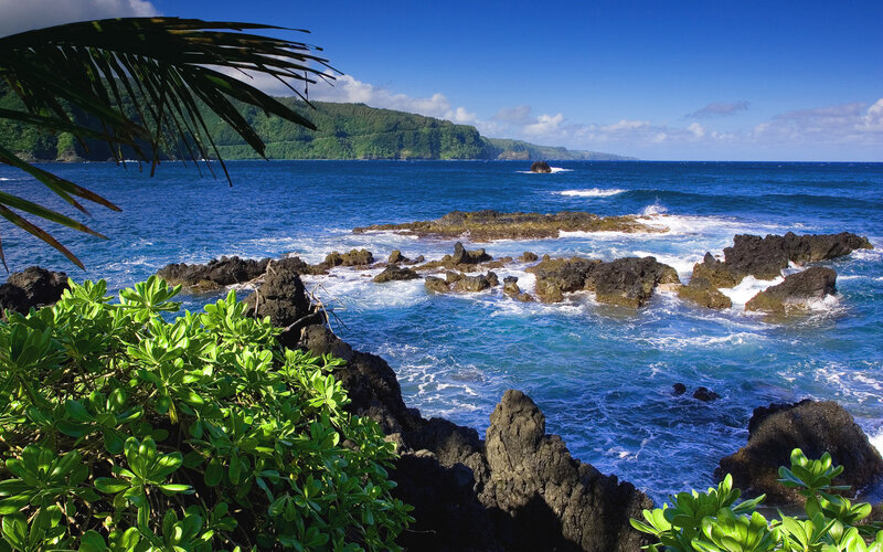 tropical coastline with palm fronds