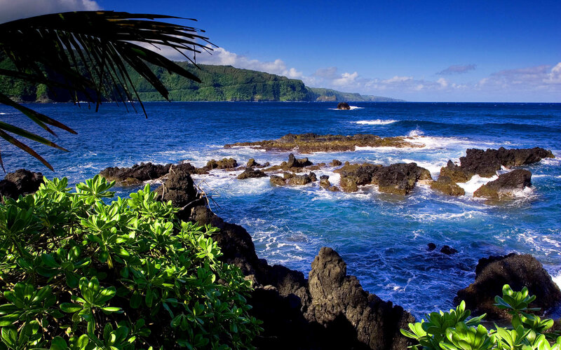 tropical coastline with palm fronds