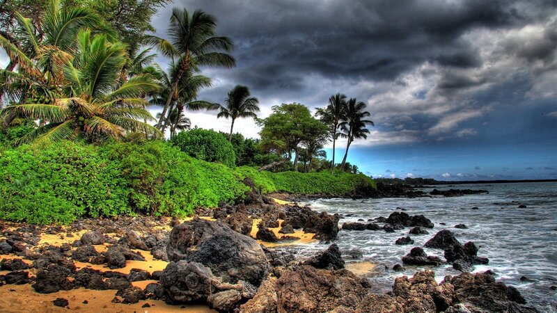 Tropical Coastline with Palm Trees — Green, Dramatic, Afternoon, Photograph, Palm Trees