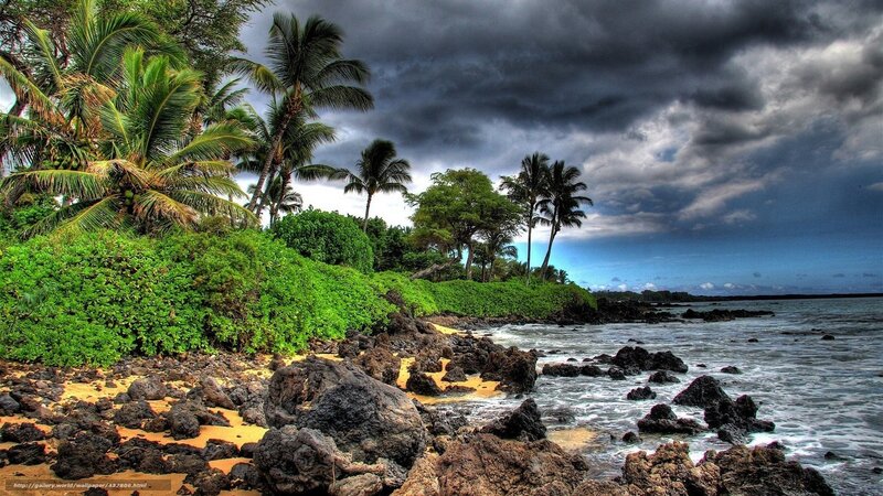 Tropical Coastline with Palm Trees — Green, Dramatic