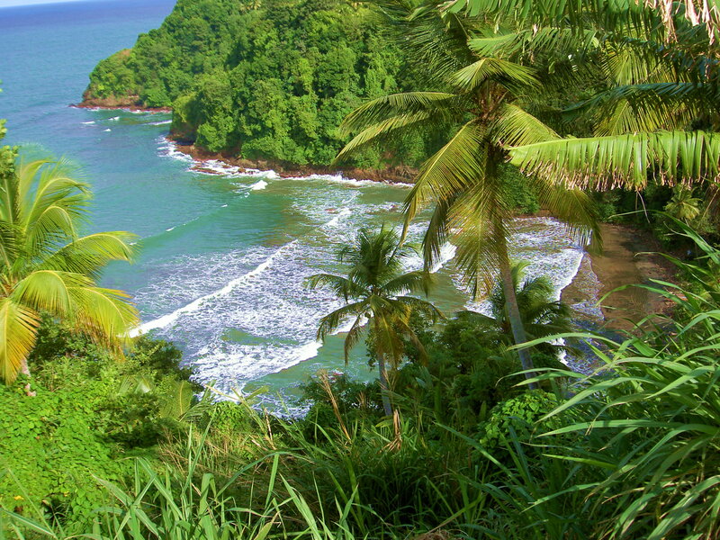 Tropical Coastline with Palm Trees — Green, Serene