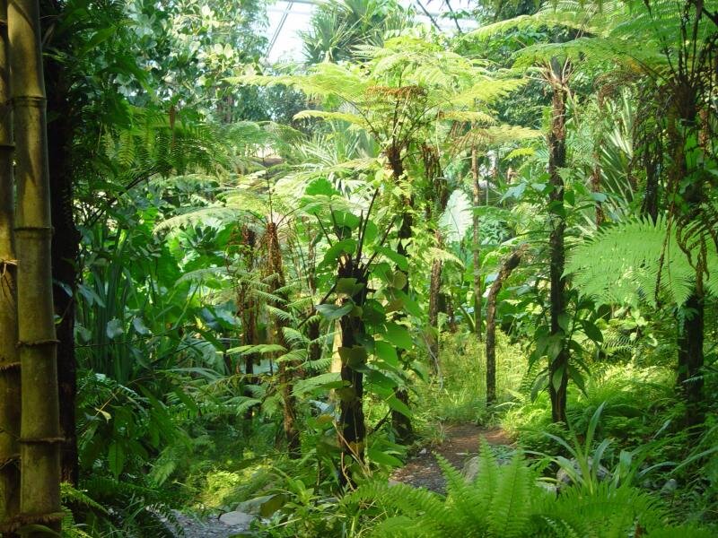 Tropical Fern Forest
