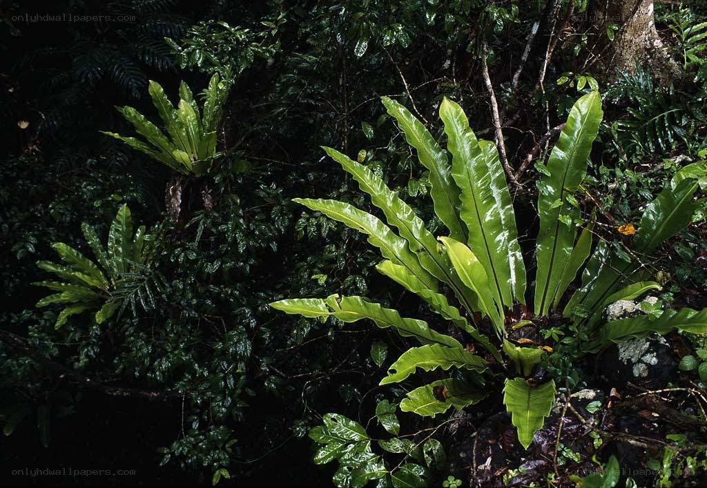tropical ferns in a rainforest