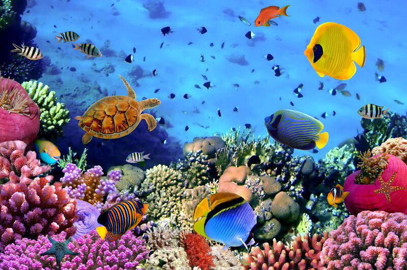 Tropical Fish and Sea Turtle — Blue