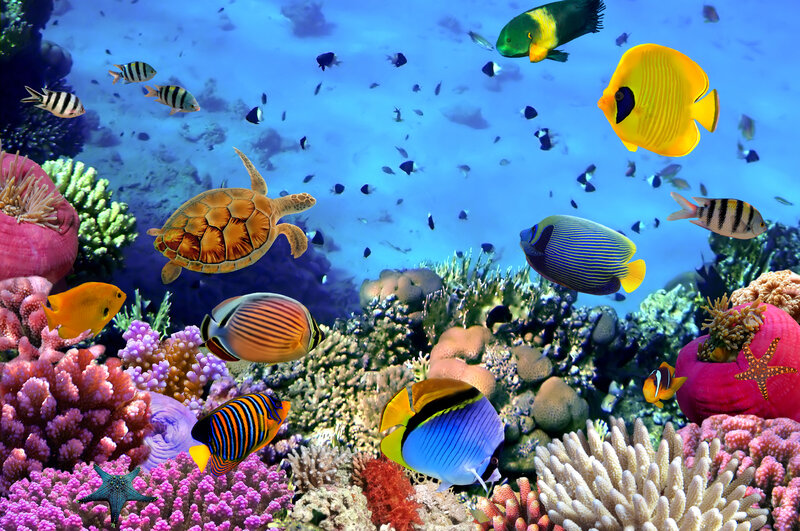 Tropical Fish and Sea Turtle — Blue, Vibrant