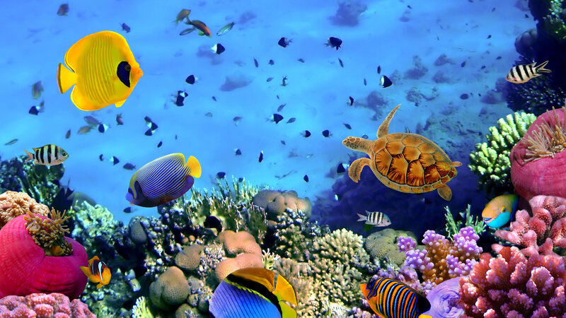 Tropical Fish and Sea Turtle