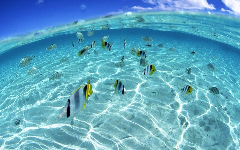 Tropical Fish in Clear Water — Blue, Serene, Afternoon, Photograph, Sand
