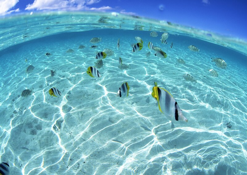 Tropical Fish in Clear Water — Blue, Serene, Afternoon, Photograph