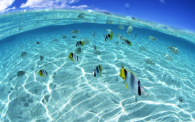 Tropical Fish in Clear Water — Blue, Serene