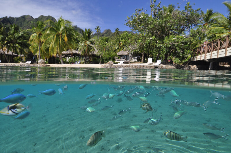 Tropical Fish in Clear Water — Blue
