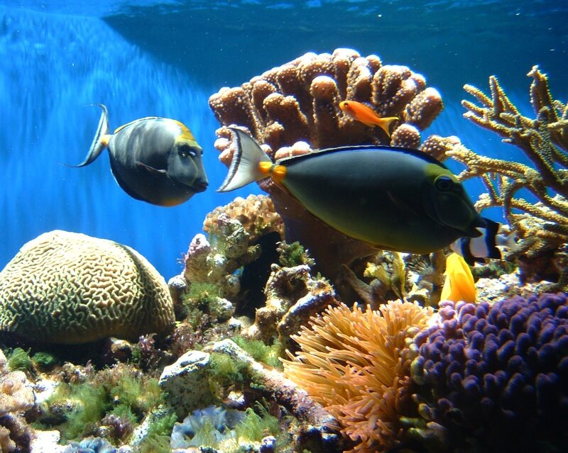 Tropical Fish in Coral Reef — Blue, Serene, Photograph