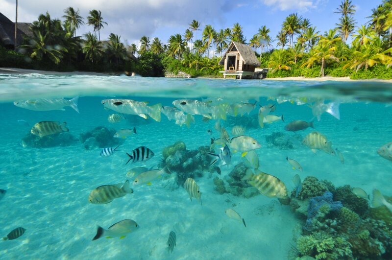 Tropical Fish in Coral Reef — Blue, Serene