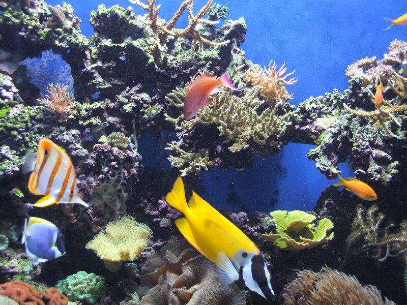 Tropical Fish in Coral Reef — Blue