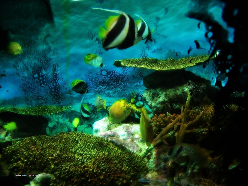 Tropical Fish in Coral Reef