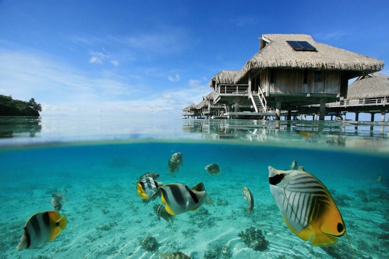 Tropical Fish Near Bungalows