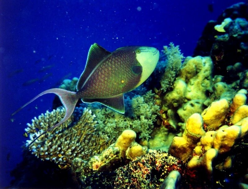 tropical fish near coral reef