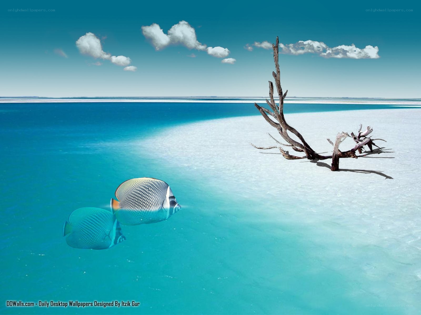 Tropical fish near driftwood