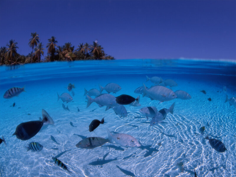tropical fish near island