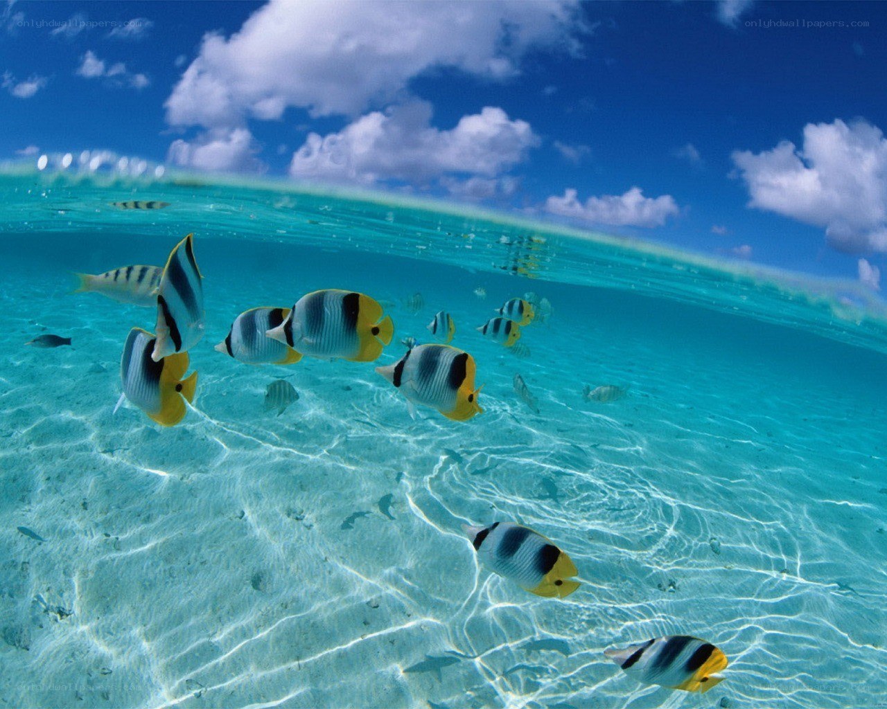 tropical fish underwater scene