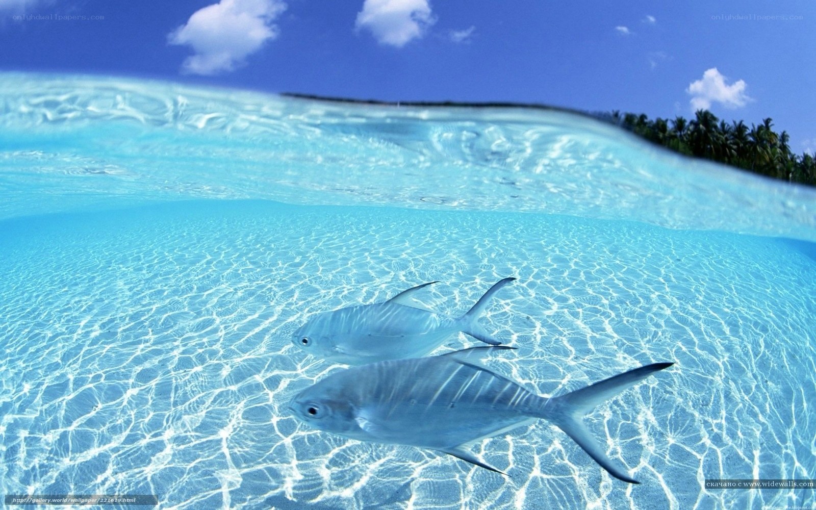 tropical fish underwater scene