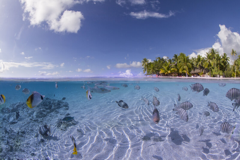 Tropical Fish Underwater
