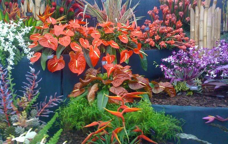 tropical flower display