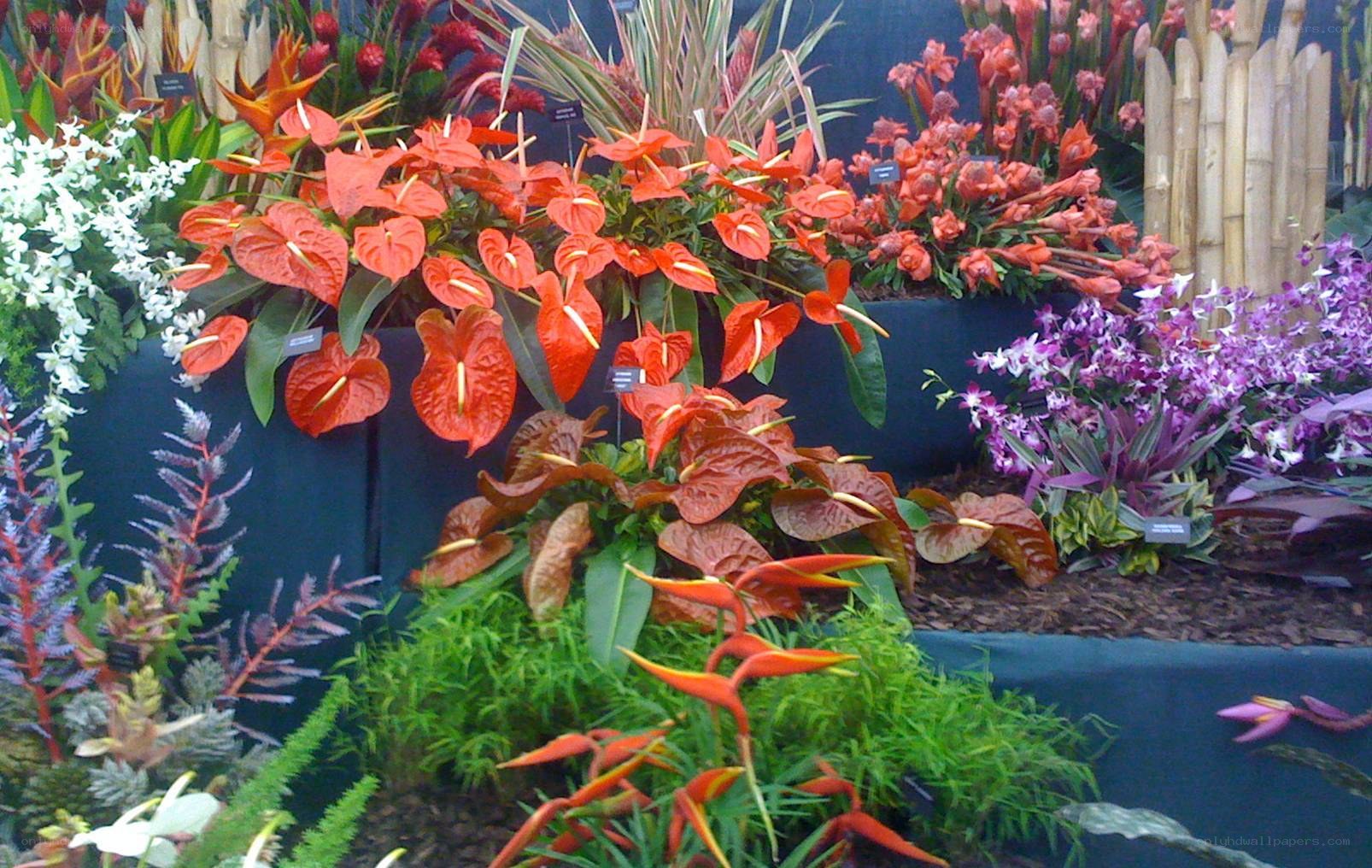 tropical flower display