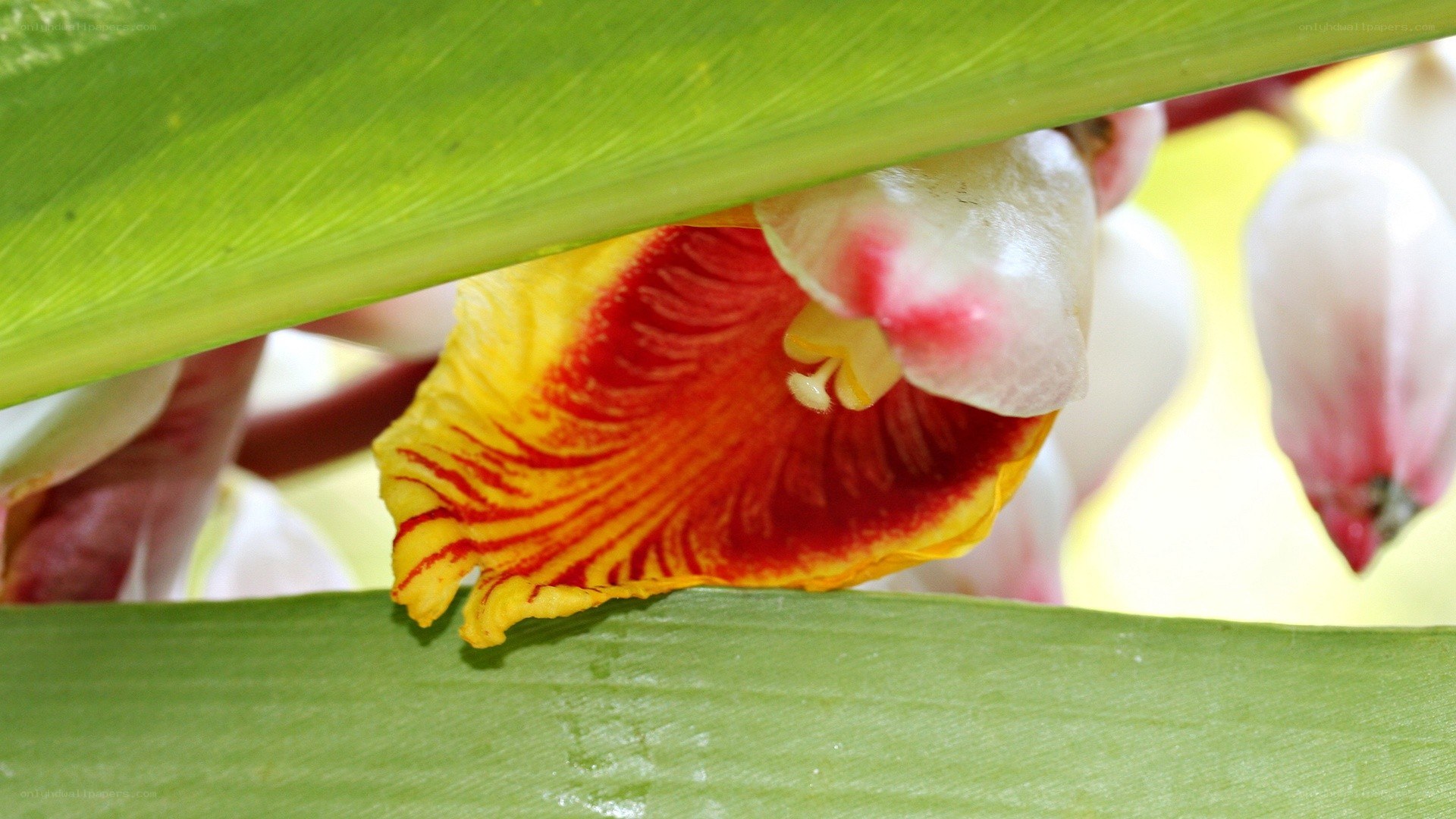 tropical flower under green leaves