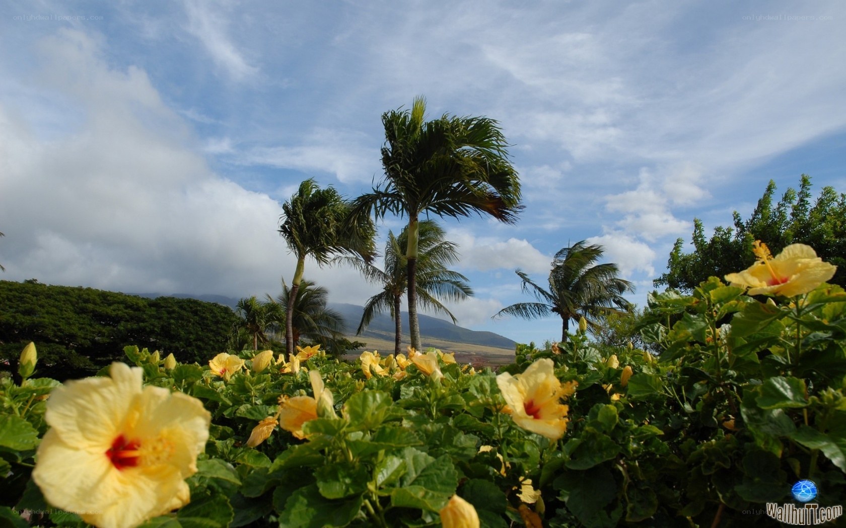 tropical flowers and palm trees
