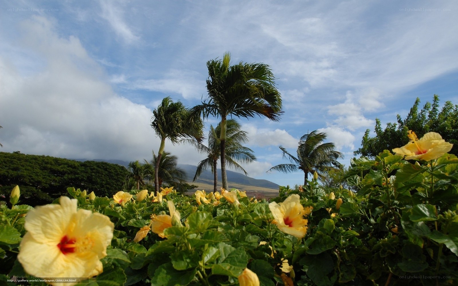 tropical flowers and palm trees