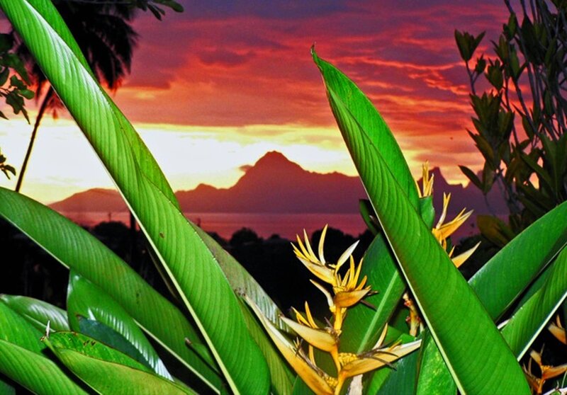 Tropical Flowers at Sunset