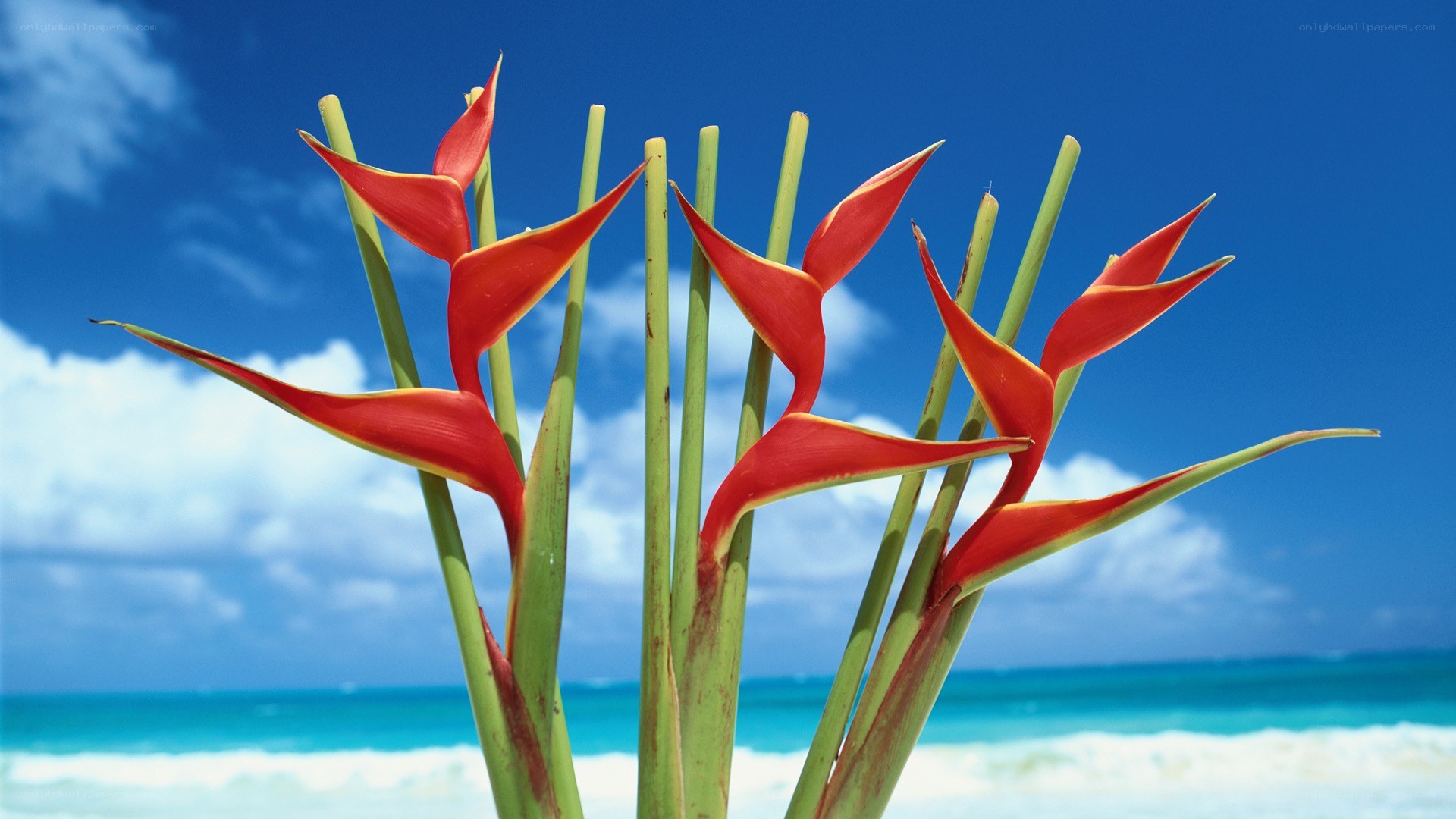 tropical flowers at the beach