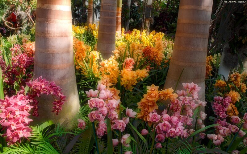 Tropical flowers in a conservatory