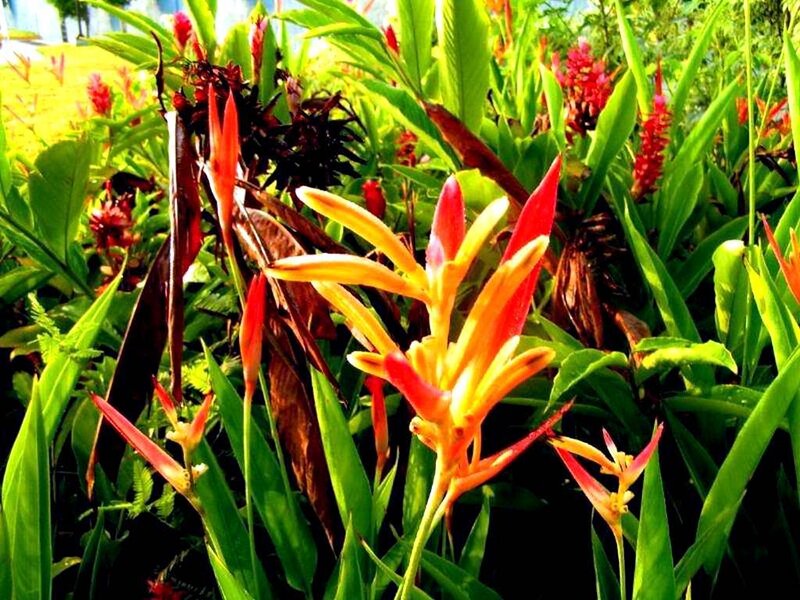 tropical flowers in a garden