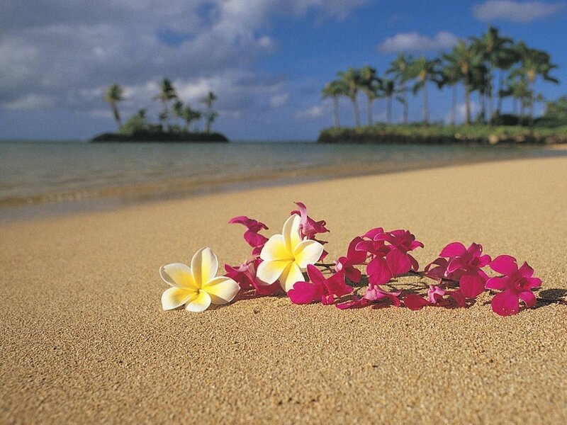 Tropical Flowers on Beach