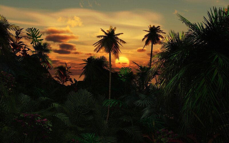 Tropical Forest at Sunset