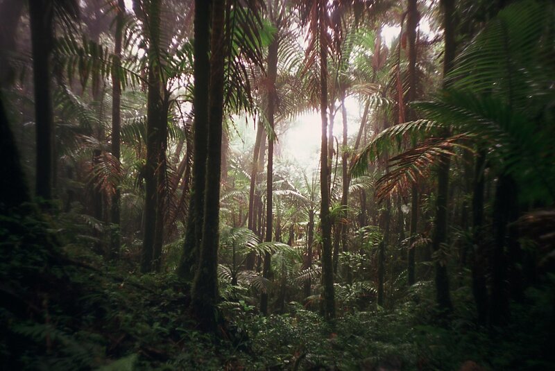 Tropical Forest Canopy — Green