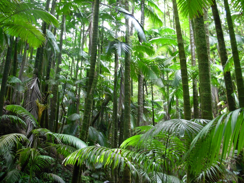 Tropical Forest Canopy