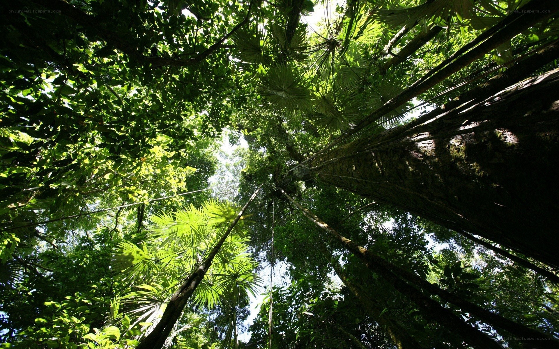 Tropical forest canopy view