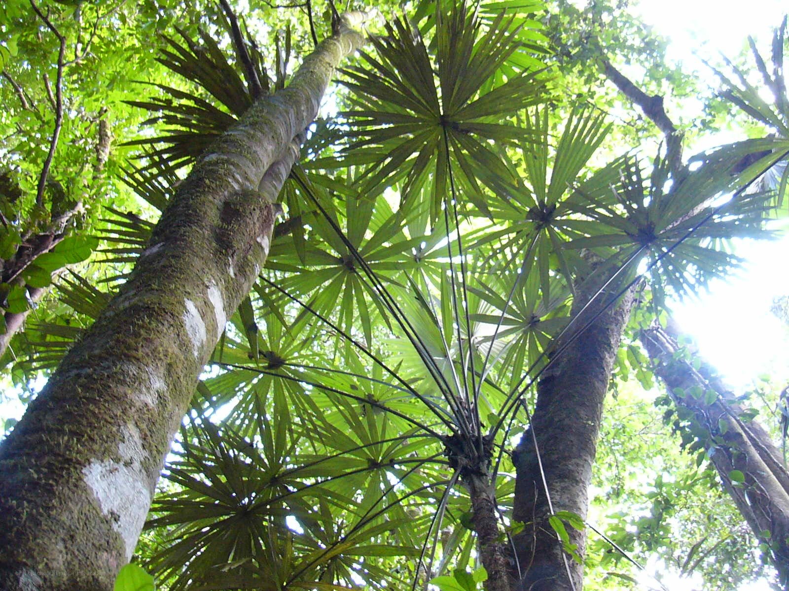 tropical forest canopy view