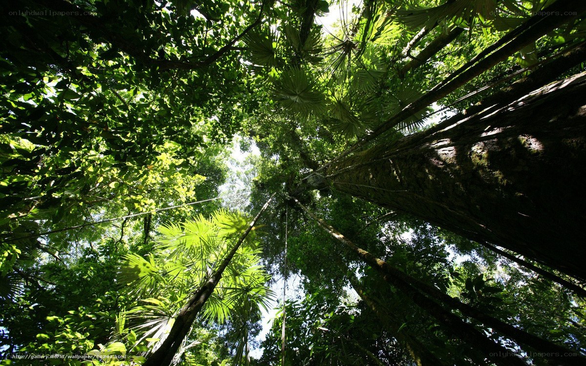 Tropical forest canopy view