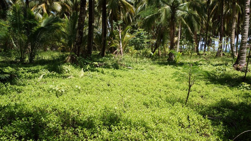tropical forest clearing