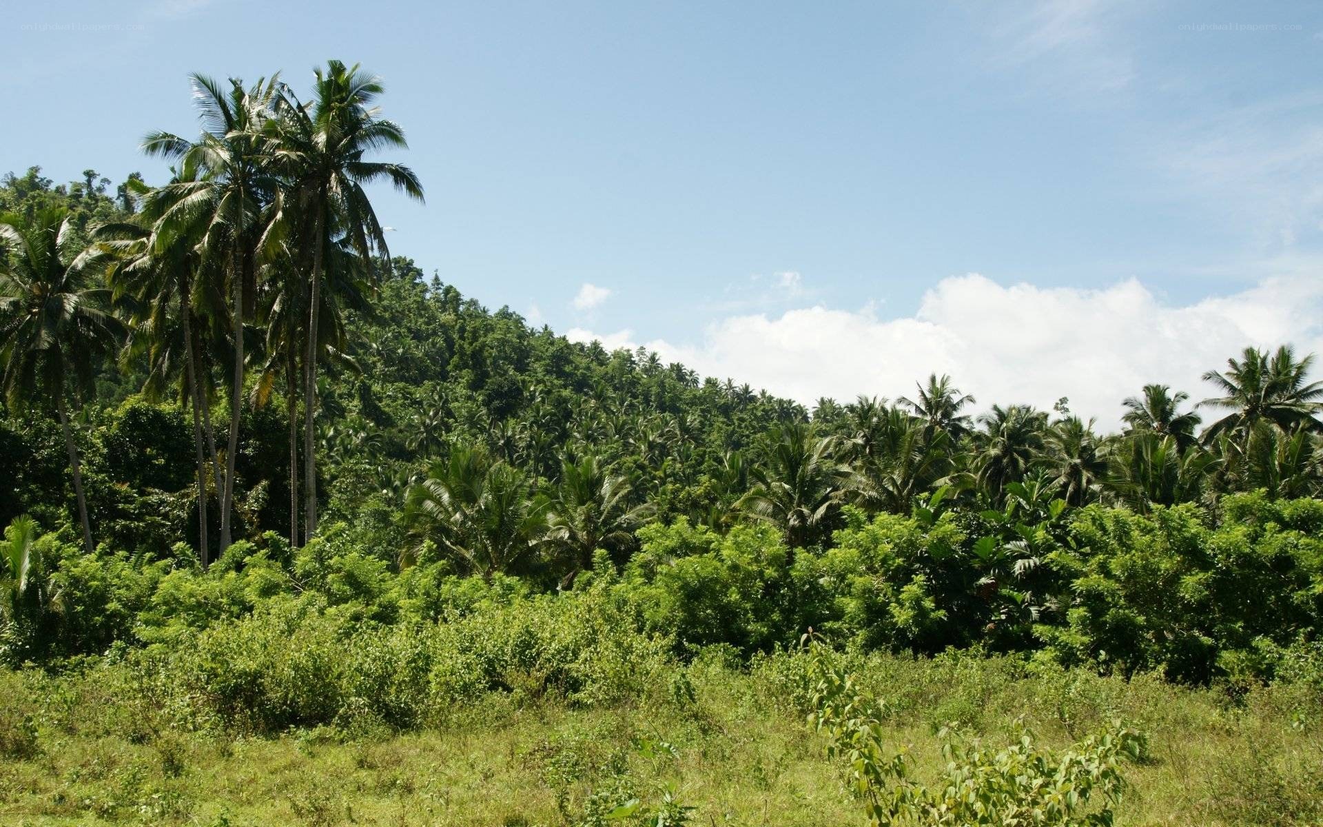 tropical forest landscape